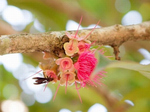 fiore con insetto